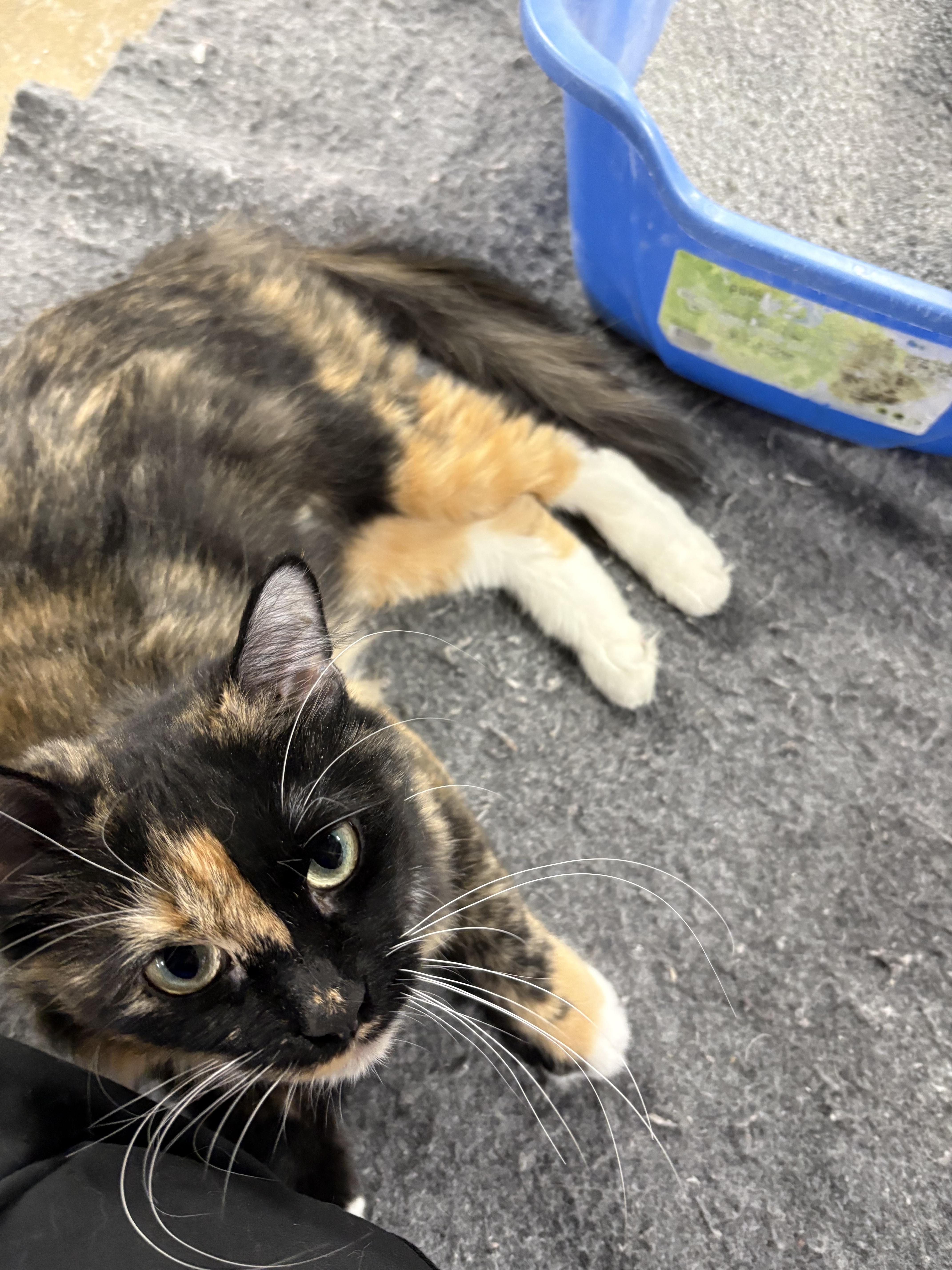 Enlarge Noel, a ADOPTABLE Domestic Medium Hair in Faribault, MN image 2/2