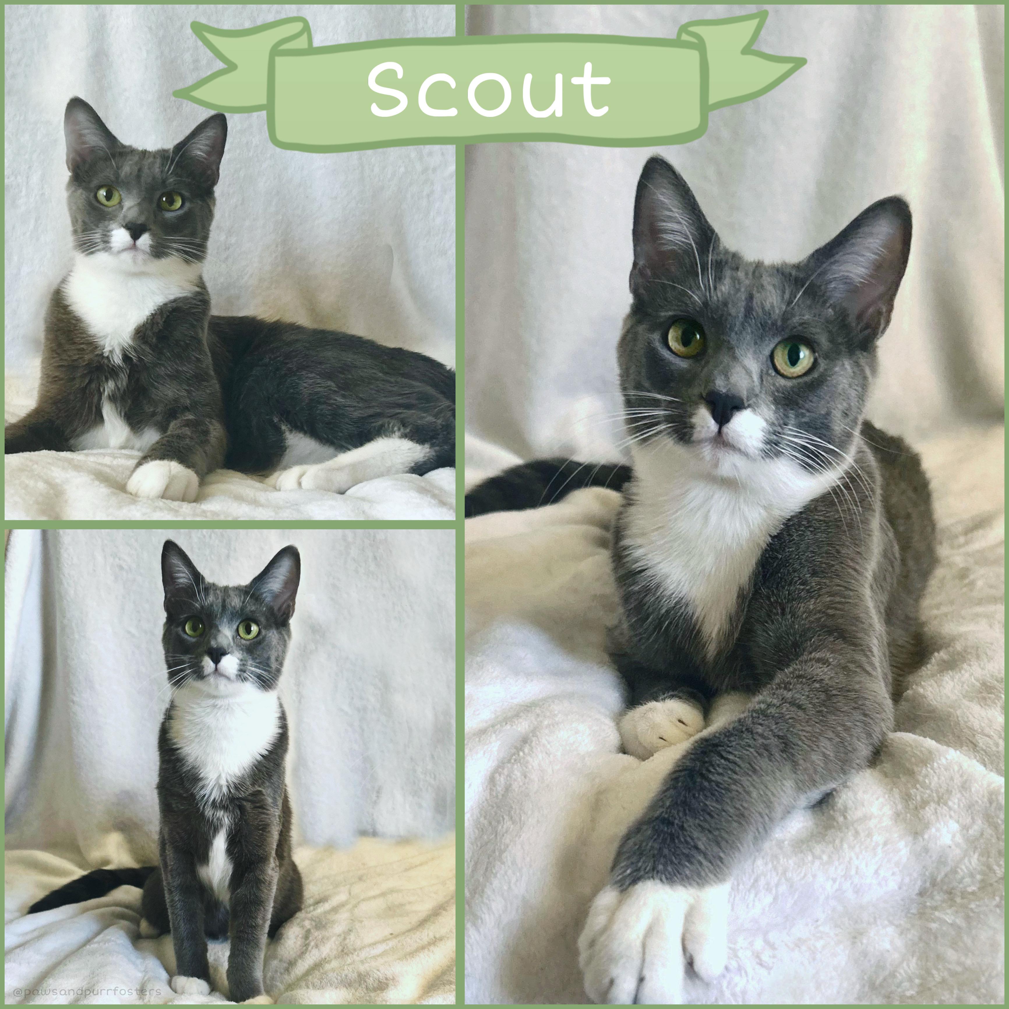 Scout, ADOPTABLE, Kitten Male Domestic Short Hair.