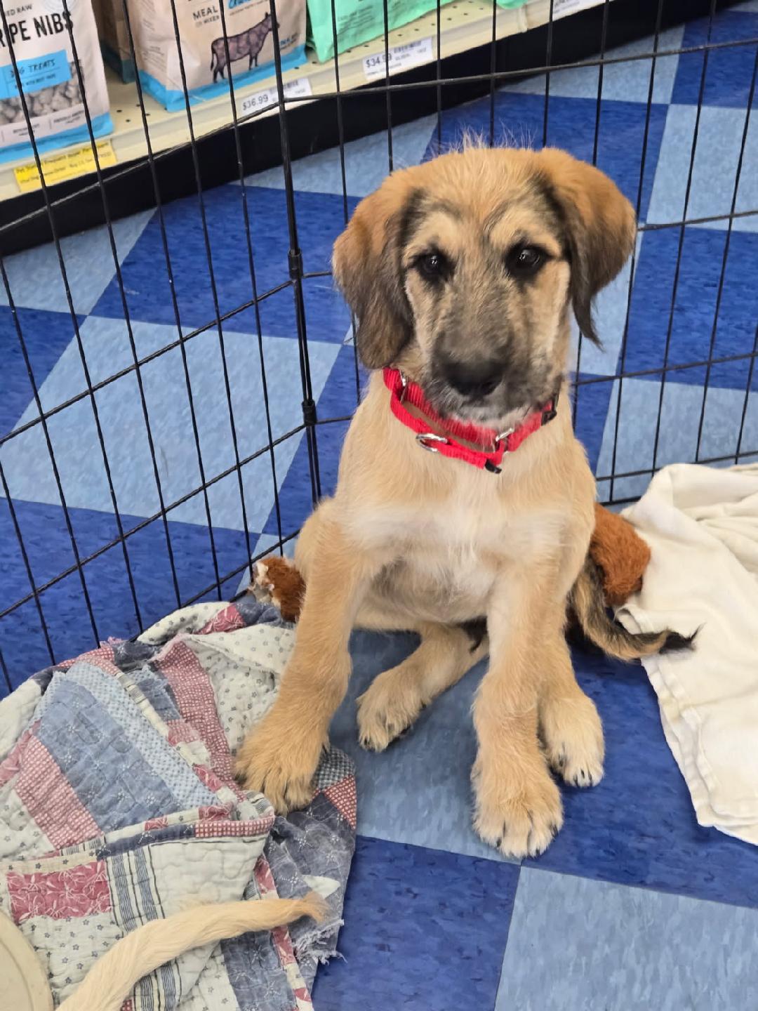 Winston, Adopted, Young Male Goldendoodle & German Shepherd Dog.
