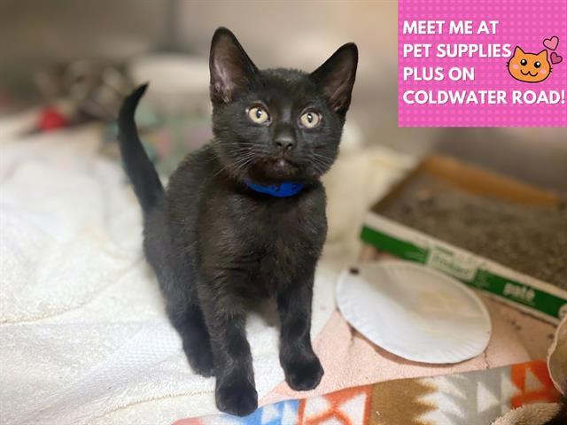 BLACK BEANS, Adoptable, Kitten Male Domestic Short Hair.