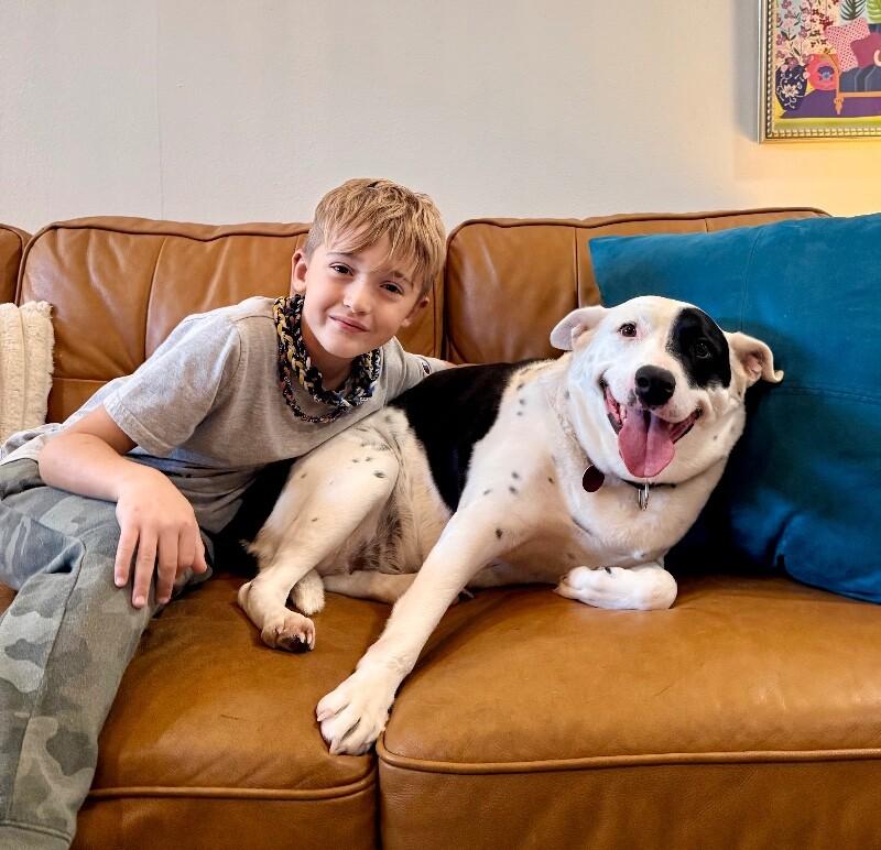 Minnie Moomoo the Snuggly Couch Cow, a Adoptable mixed breed in Jerome, ID image 3/6