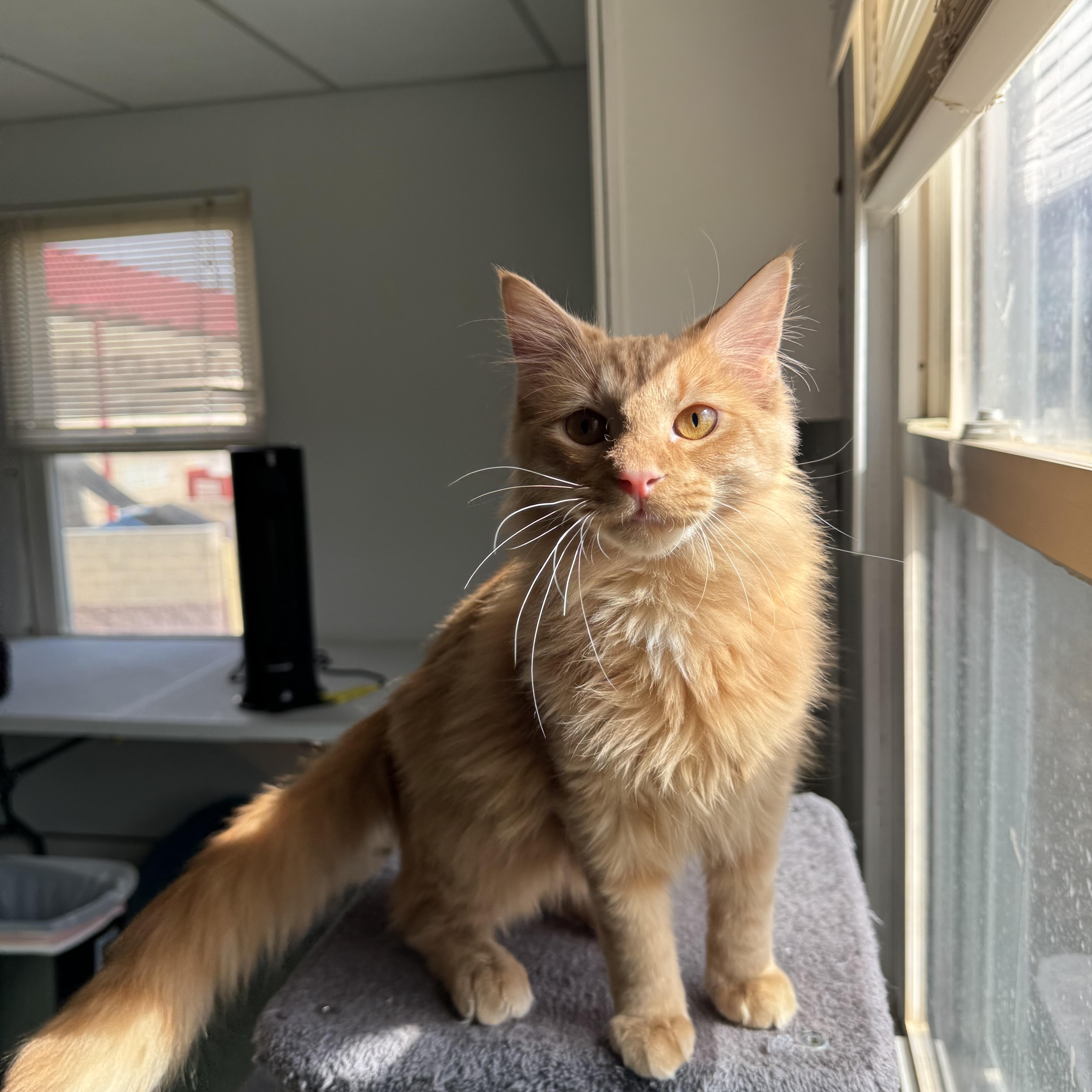 Corn Dog, Adoptable, Young Male Norwegian Forest Cat & Maine Coon.