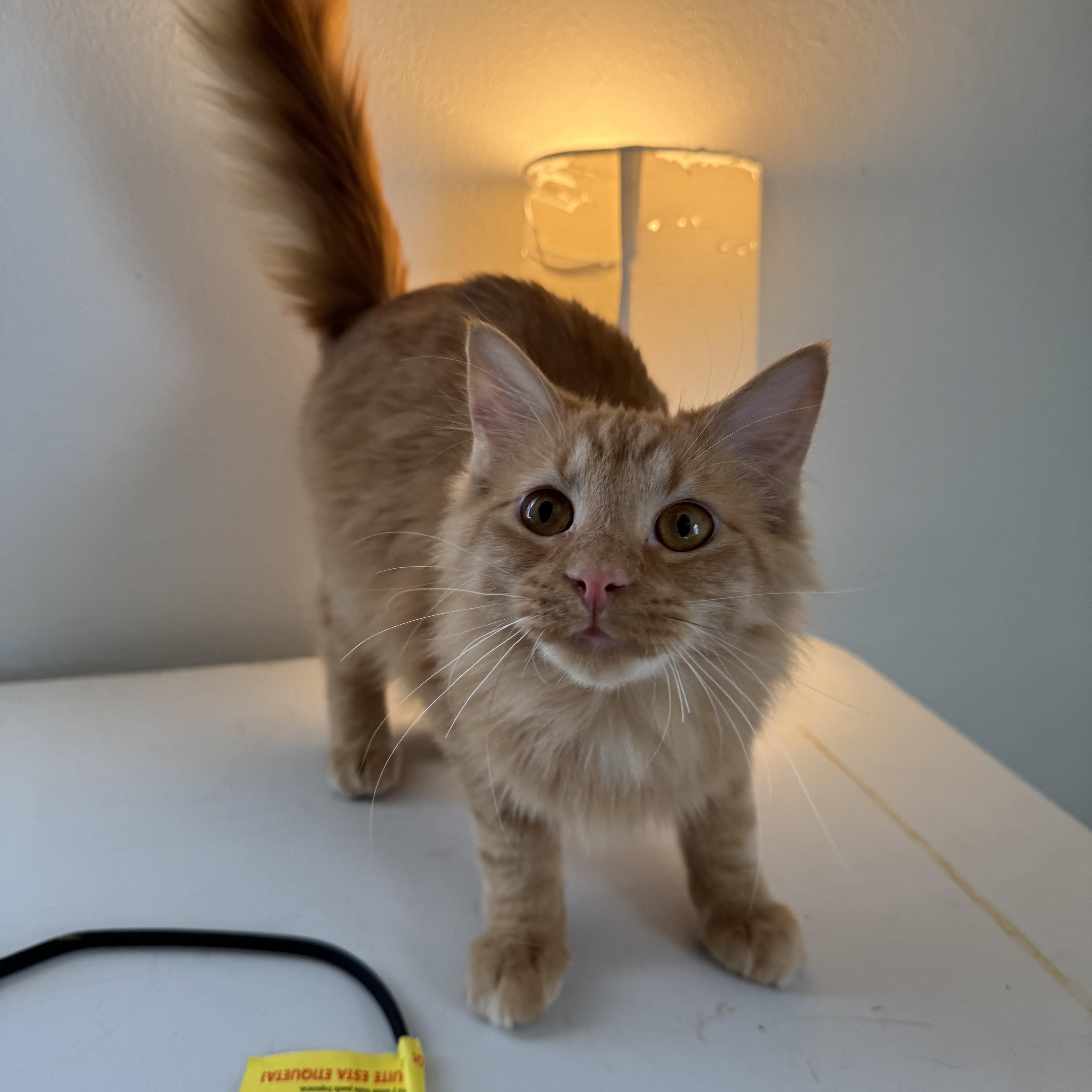 Enlarge Corn Dog, a Adoptable mixed breed in Mount Vernon, IL image 2/6