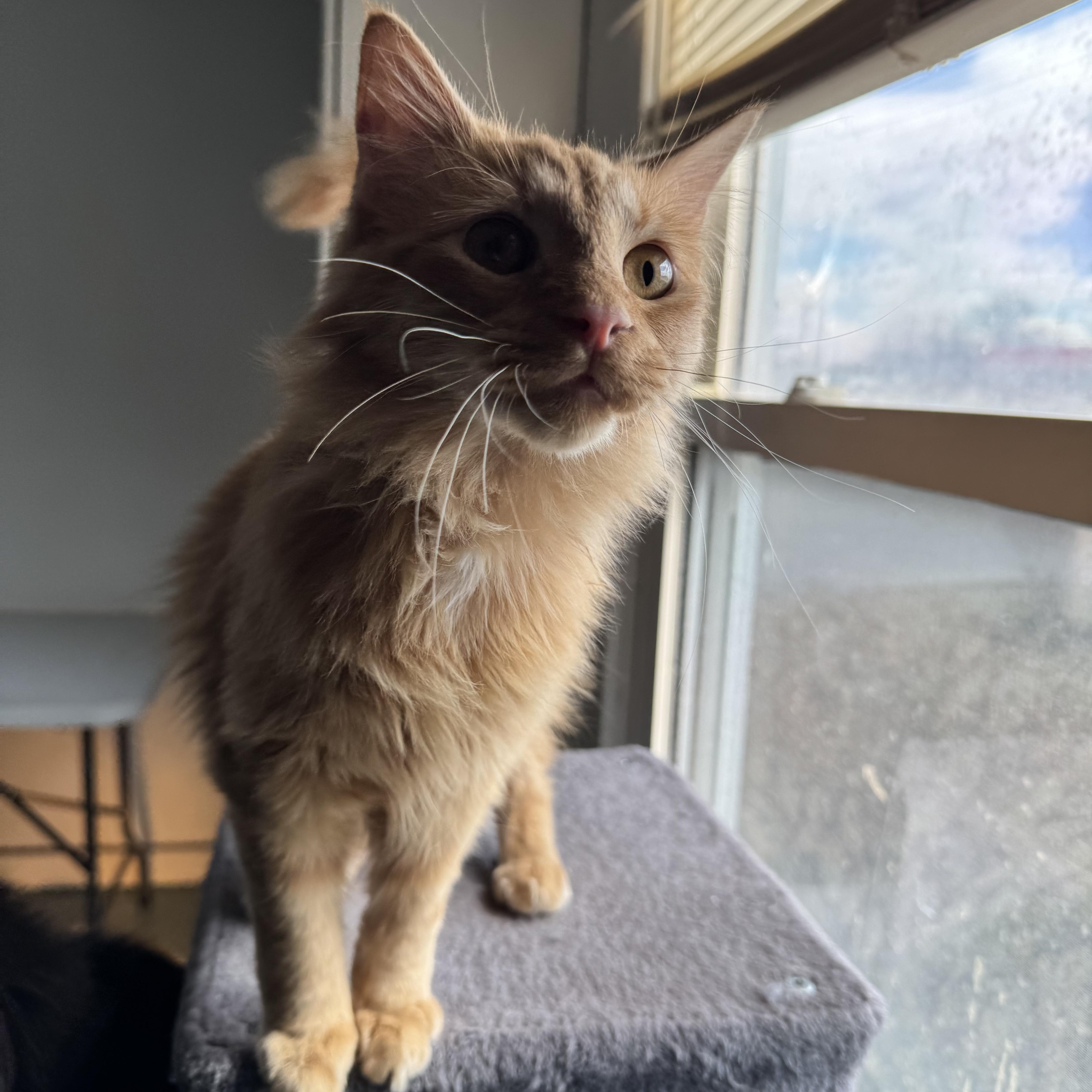 Enlarge Corn Dog, a Adoptable mixed breed in Mount Vernon, IL image 5/6