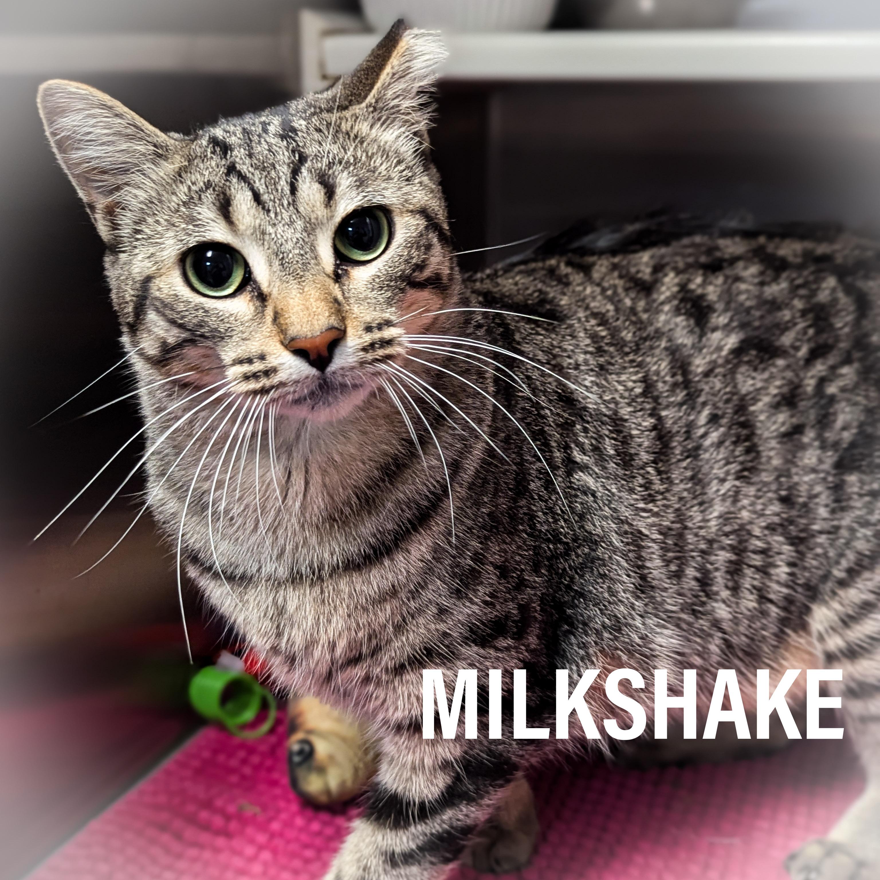 MILKSHAKE, a Adoptable mixed breed in Griffith, IN image 2/6
