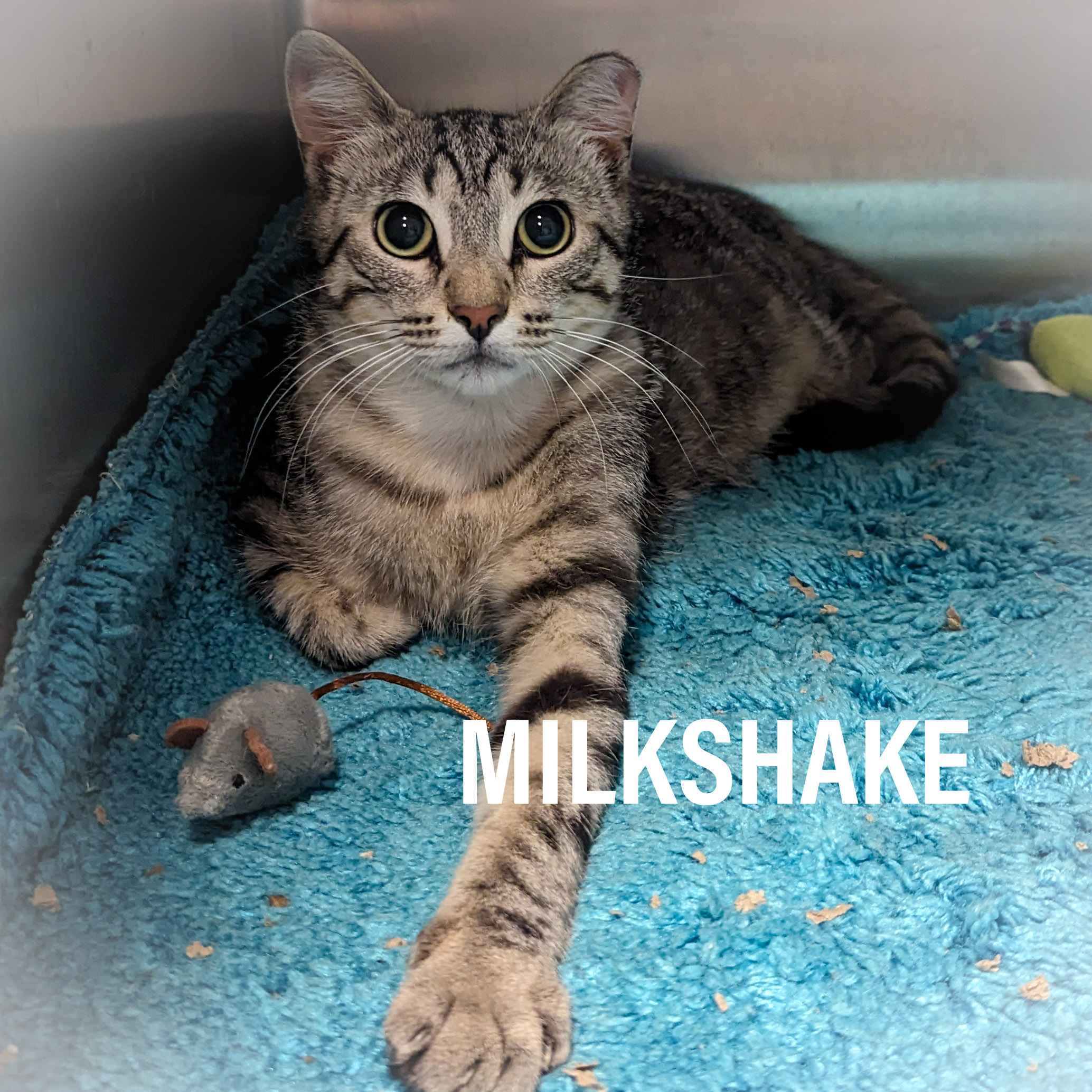 MILKSHAKE, a Adoptable mixed breed in Griffith, IN image 6/6