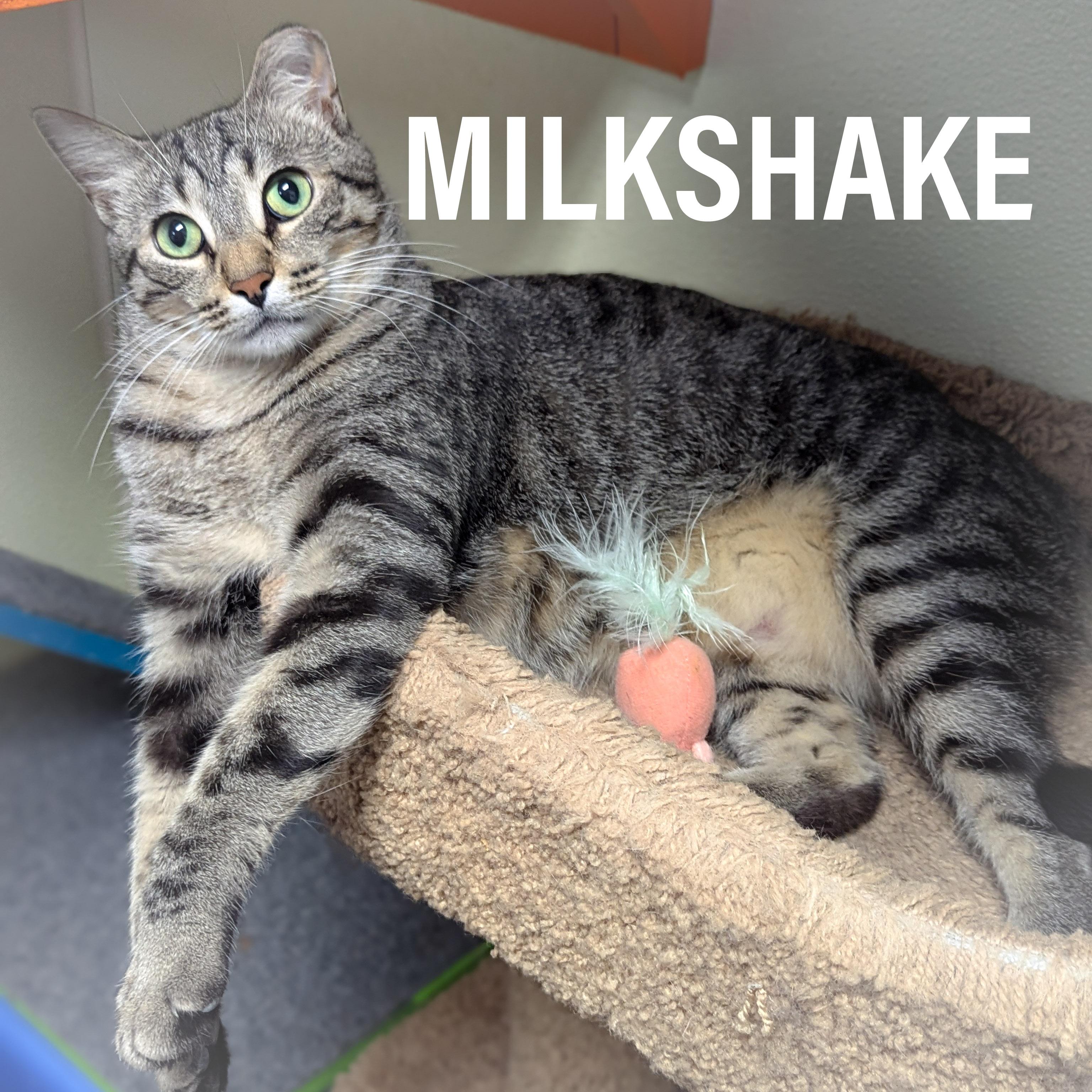 MILKSHAKE, a Adoptable mixed breed in Griffith, IN image 1/6