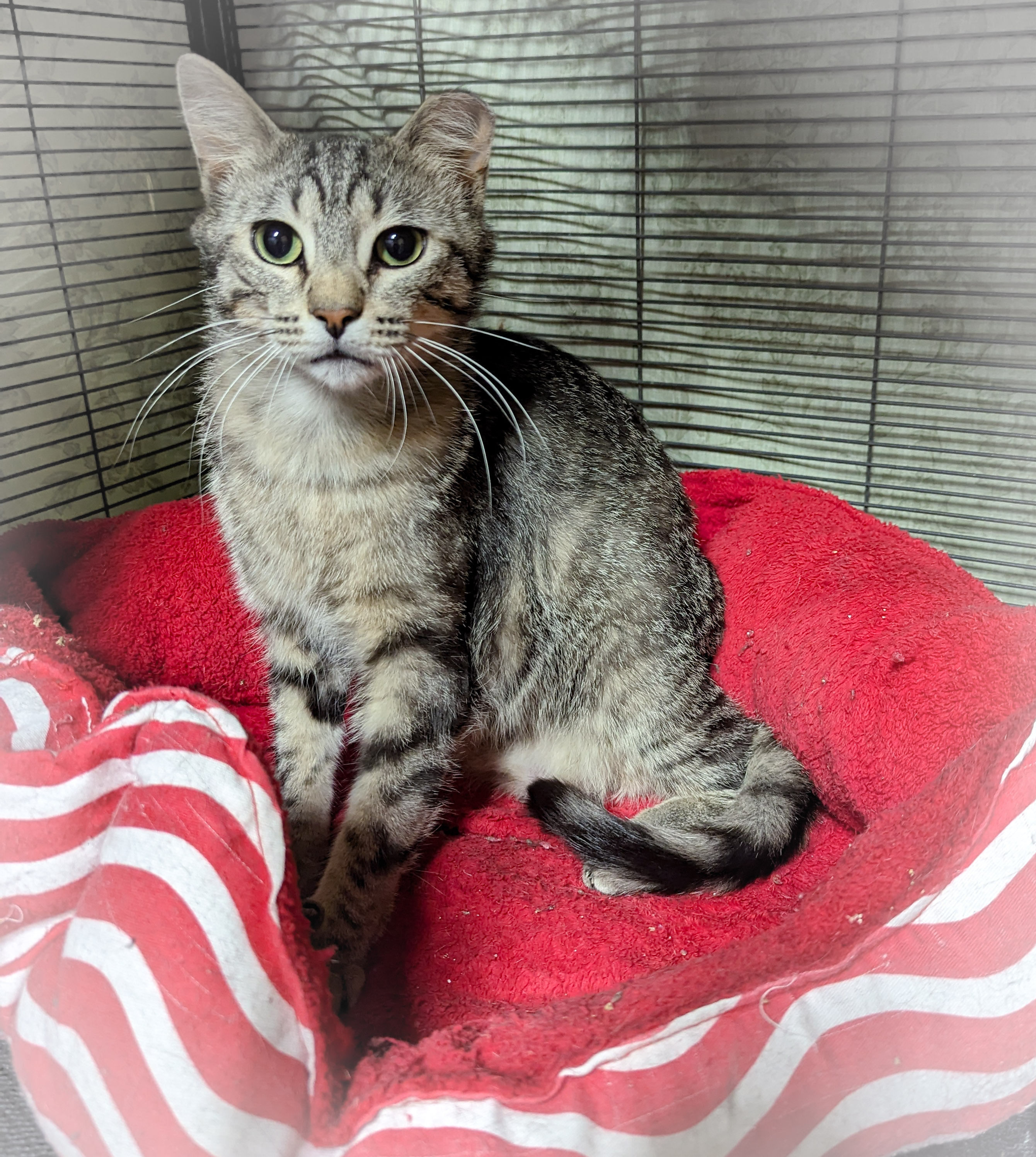 MILKSHAKE, a Adoptable mixed breed in Griffith, IN image 5/6