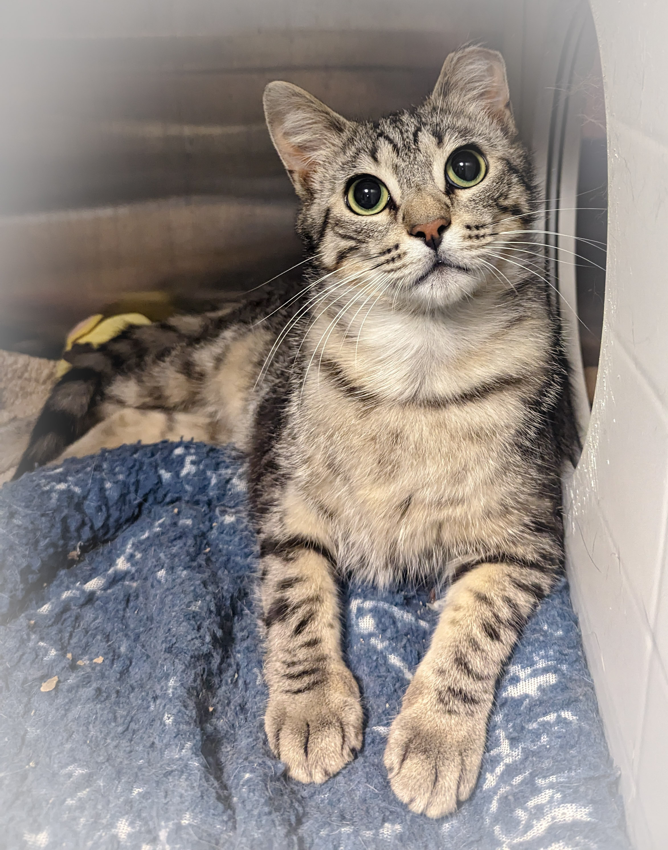 MILKSHAKE, a Adoptable mixed breed in Griffith, IN image 4/6
