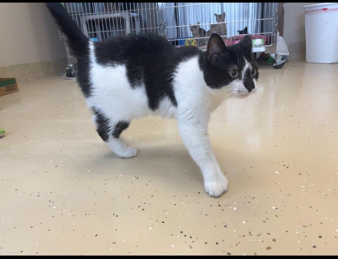 Lucy, Adult Female Domestic Short Hair