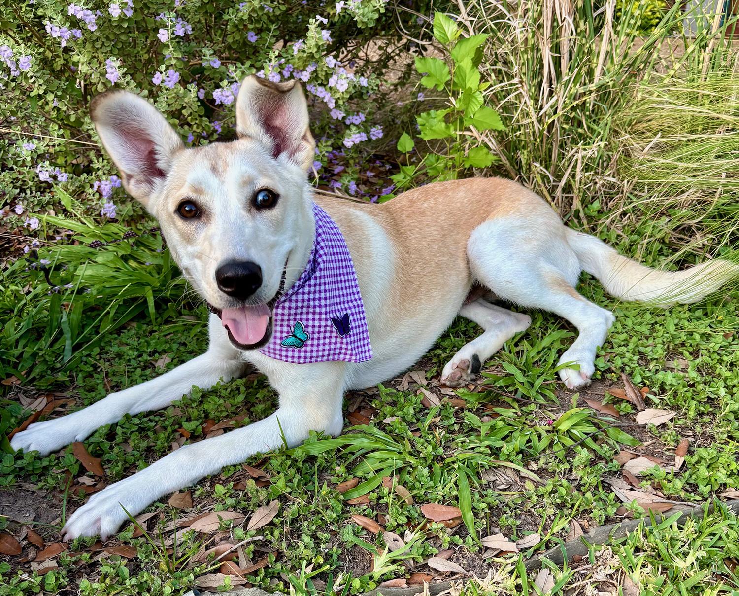 IRIS - GORGEOUS GIRL - SEE VIDEO!, Adoptable, Young Female Shepherd & Labrador Retriever.