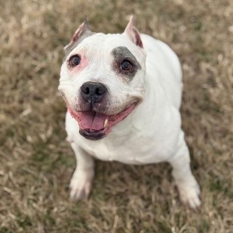 Enlarge Ivy, a Adoptable Mixed Breed in Jeffersonville, IN image 1/4