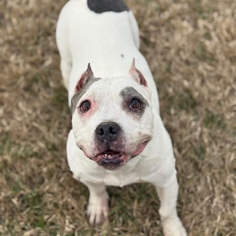 Enlarge Ivy, a Adoptable Mixed Breed in Jeffersonville, IN image 2/4