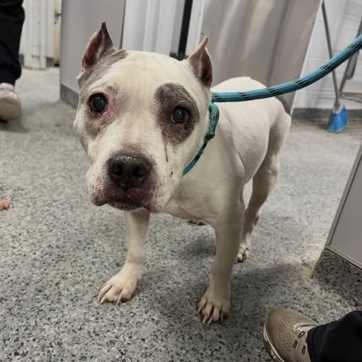 Enlarge Ivy, a Adoptable Mixed Breed in Jeffersonville, IN image 3/4