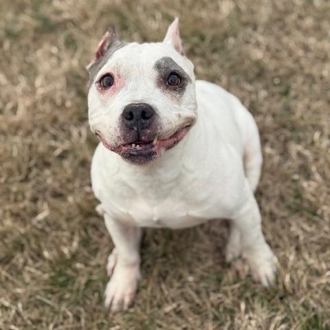 Enlarge Ivy, a Adoptable Mixed Breed in Jeffersonville, IN image 4/4