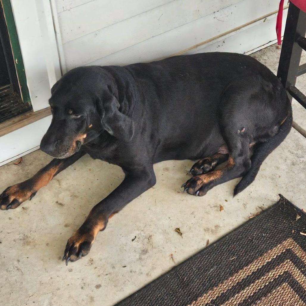 Enlarge Connie, a Adoptable Black and Tan Coonhound in Brooksville, KY image 1/1