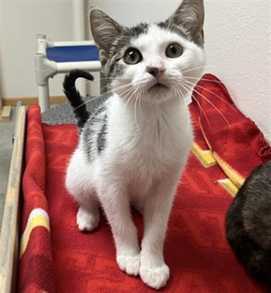 Enlarge JULIET, a Adoptable Domestic Short Hair in Ames, IA image 1/1