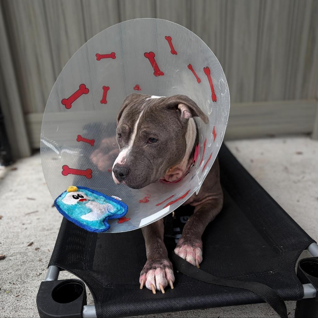 Missy, Adoptable, Adult Female Mixed Breed.