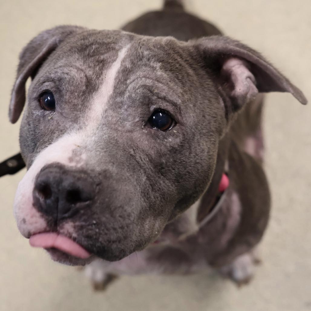 Enlarge Missy, a Adoptable Mixed Breed in Briarcliff Manor, NY image 2/5
