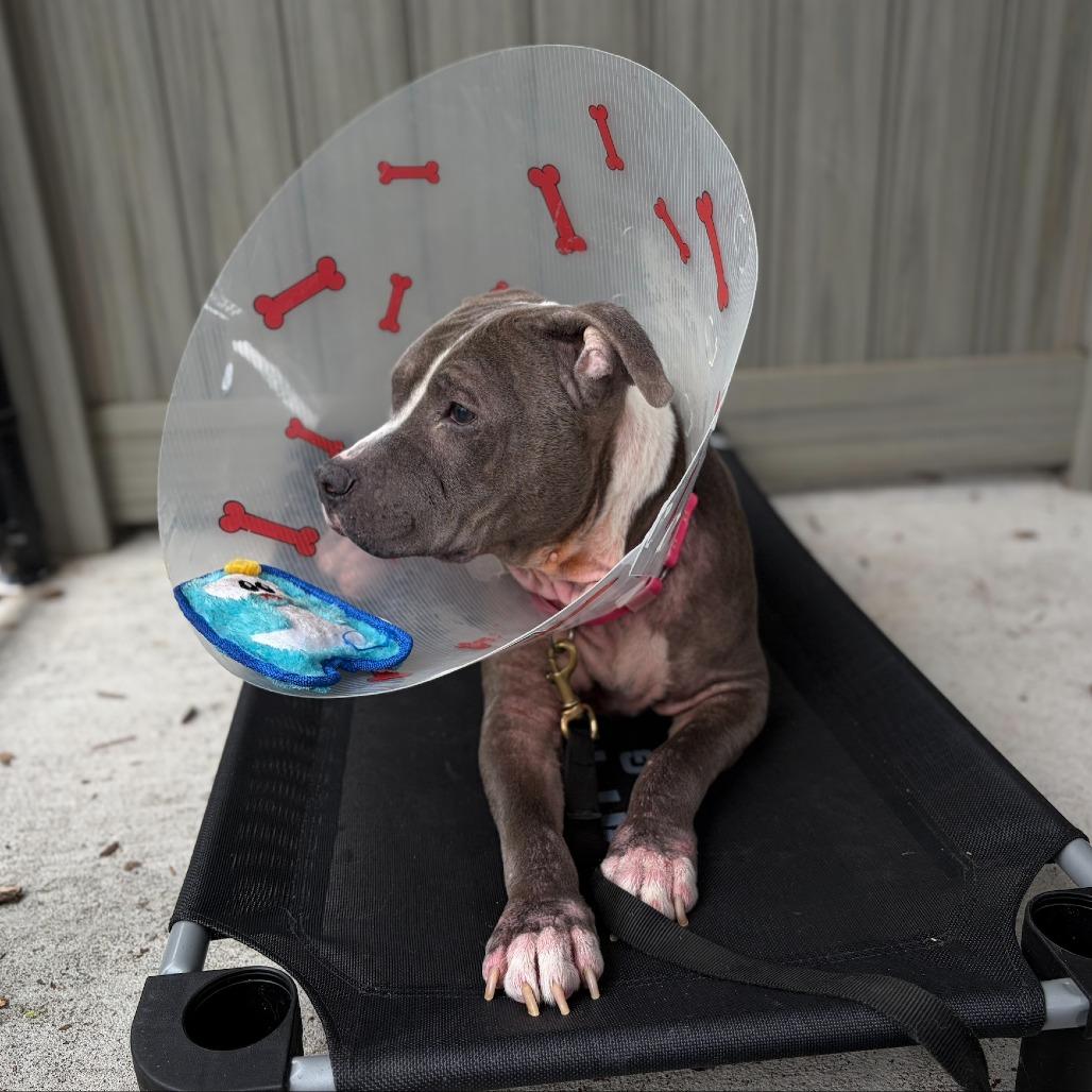 Enlarge Missy, a Adoptable Mixed Breed in Briarcliff Manor, NY image 3/5