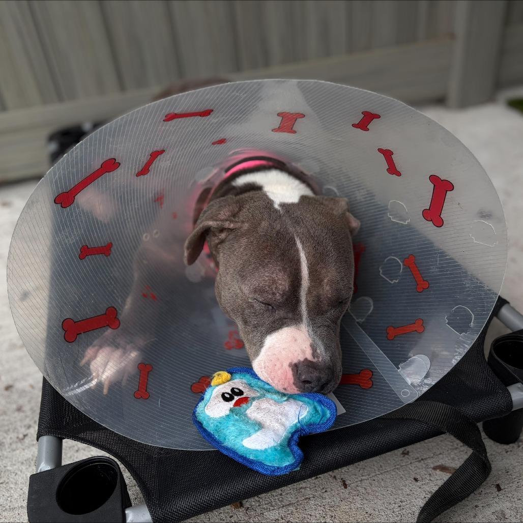 Enlarge Missy, a Adoptable Mixed Breed in Briarcliff Manor, NY image 4/5