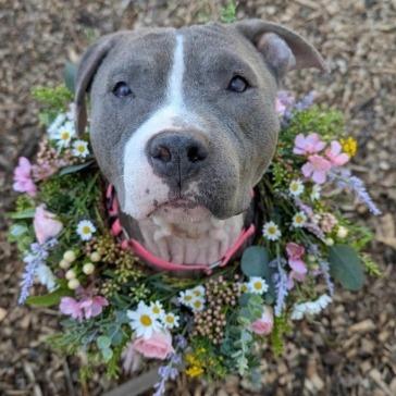 Enlarge Missy, a Adoptable Mixed Breed in Briarcliff Manor, NY image 5/5