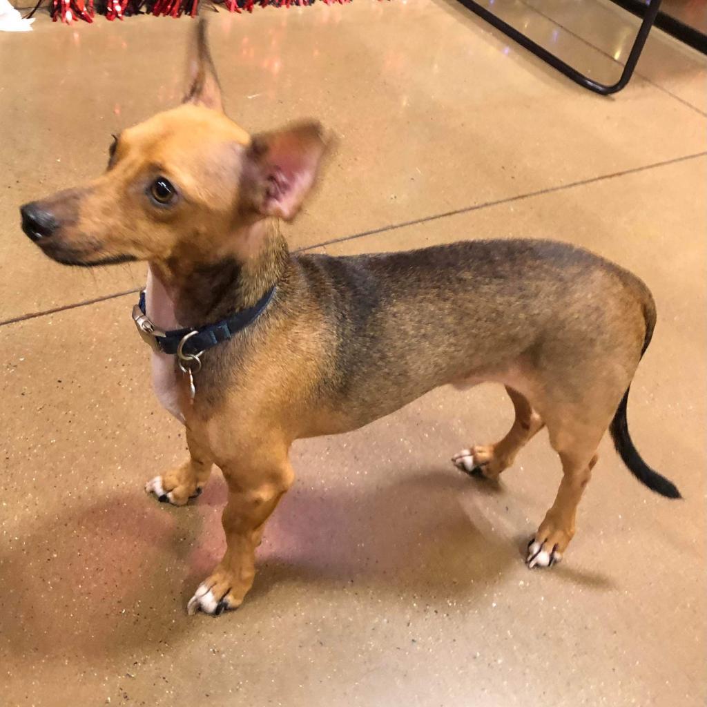 Enlarge Scotty Lee (Dallas), a Adoptable mixed breed in Houston, TX image 1/6