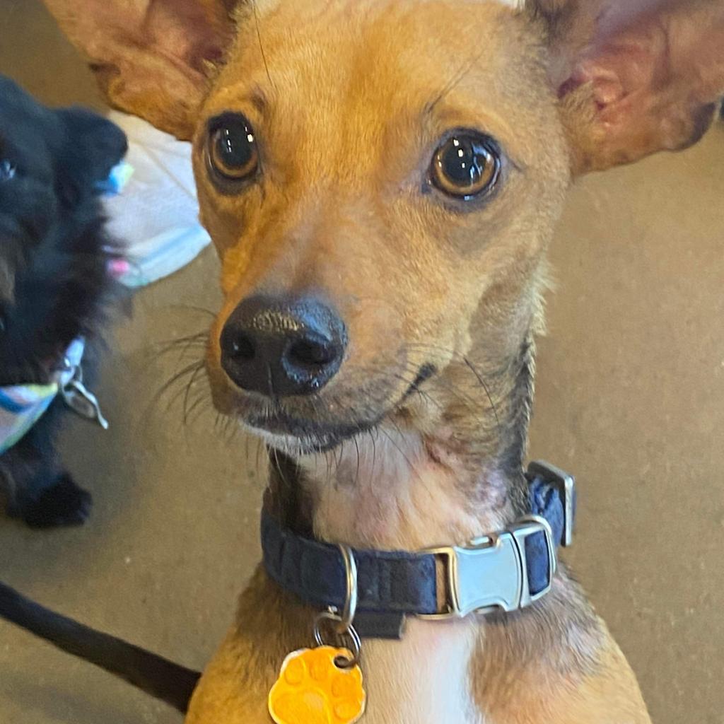 Enlarge Scotty Lee (Dallas), a Adoptable mixed breed in Houston, TX image 2/6