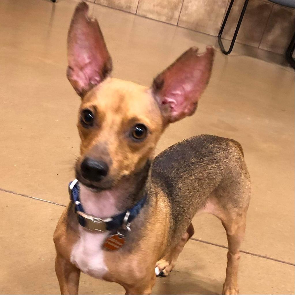 Enlarge Scotty Lee (Dallas), a Adoptable mixed breed in Houston, TX image 3/6