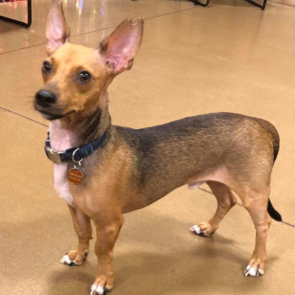 Enlarge Scotty Lee (Dallas), a Adoptable mixed breed in Houston, TX image 4/6