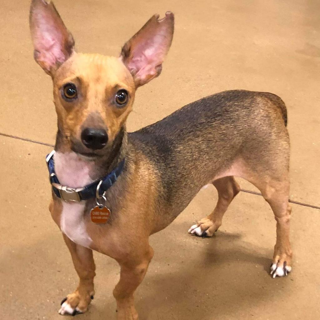 Enlarge Scotty Lee (Dallas), a Adoptable mixed breed in Houston, TX image 5/6