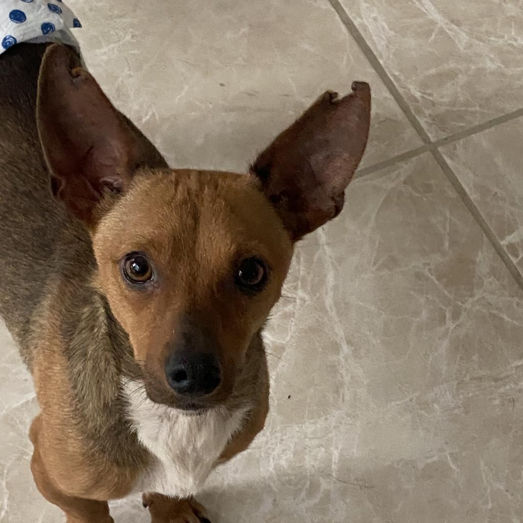 Enlarge Scotty Lee (Dallas), a Adoptable mixed breed in Houston, TX image 6/6