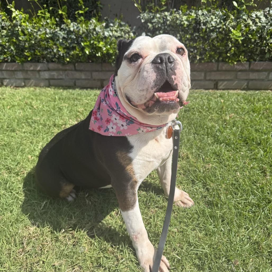 Enlarge Hershey, a Adoptable English Bulldog in San Diego, CA image 1/4