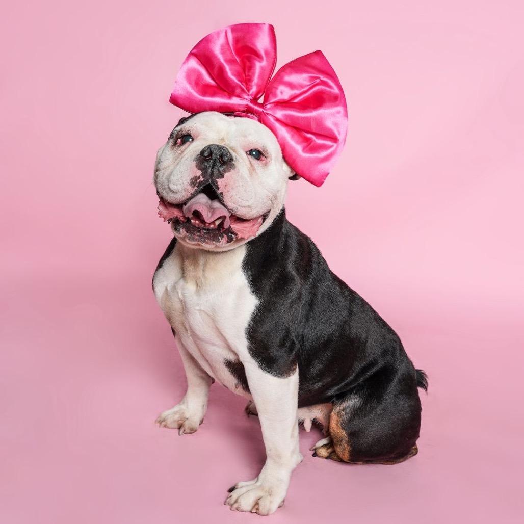 Enlarge Hershey, a Adoptable English Bulldog in San Diego, CA image 2/4