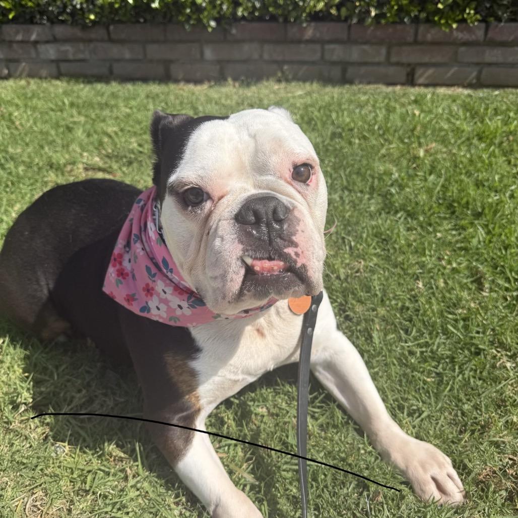 Enlarge Hershey, a Adoptable English Bulldog in San Diego, CA image 3/4
