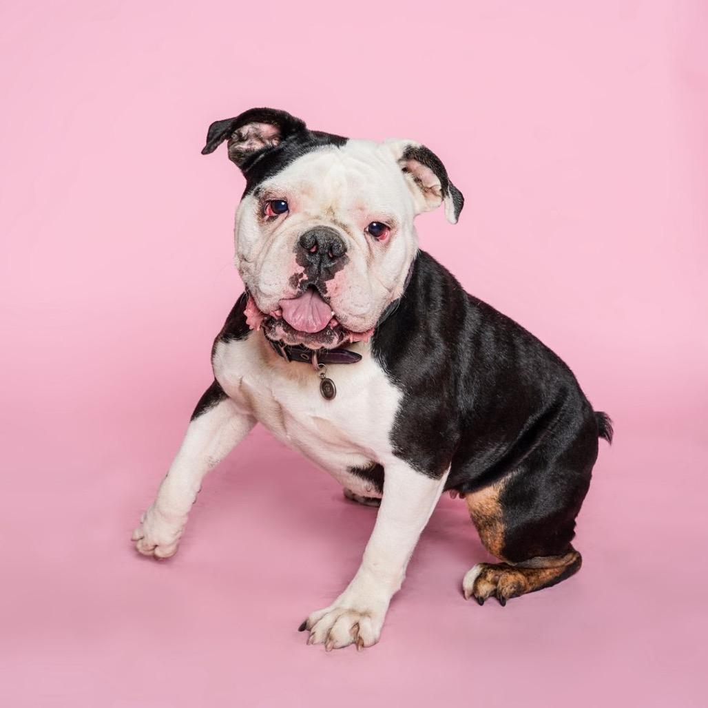 Enlarge Hershey, a Adoptable English Bulldog in San Diego, CA image 4/4
