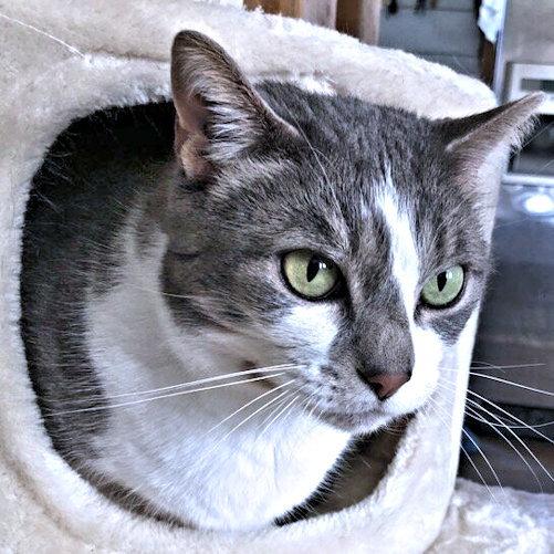 Zeppelin, Adopted, Adult Male Tabby.