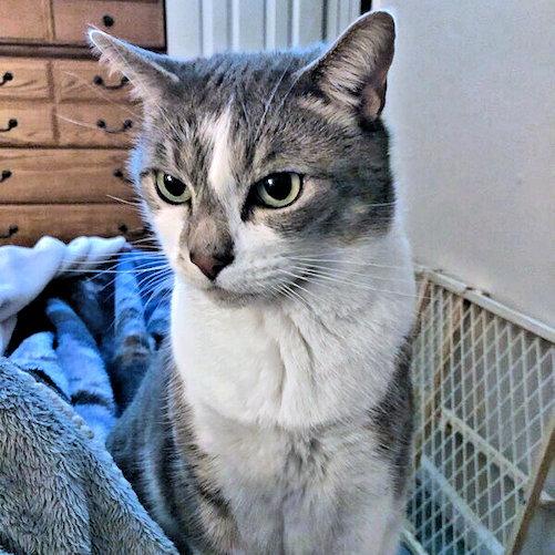 Zeppelin, a Adopted Tabby in Rutherfordton, NC image 2/3