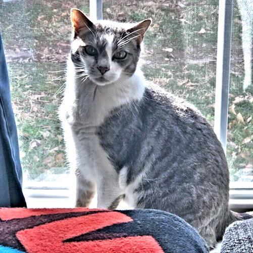 Zeppelin, a Adopted Tabby in Rutherfordton, NC image 3/3