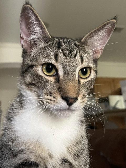 Enlarge Clifford, a Adoptable Domestic Short Hair in Antioch, CA image 1/3