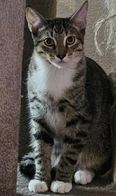 Enlarge Clifford, a Adoptable Domestic Short Hair in Antioch, CA image 2/3