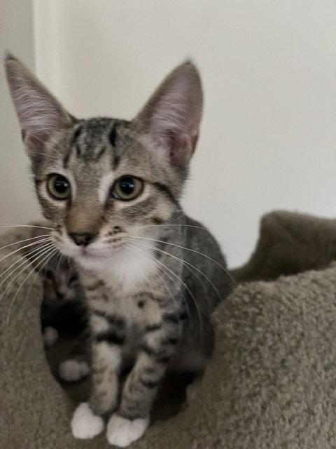 Clifford, Adoptable, Kitten Male Domestic Short Hair.