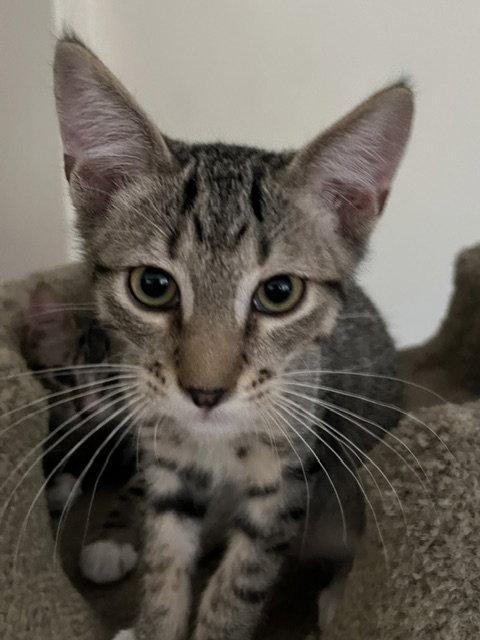 Clifford, a Adoptable Domestic Short Hair in Antioch, CA image 2/2
