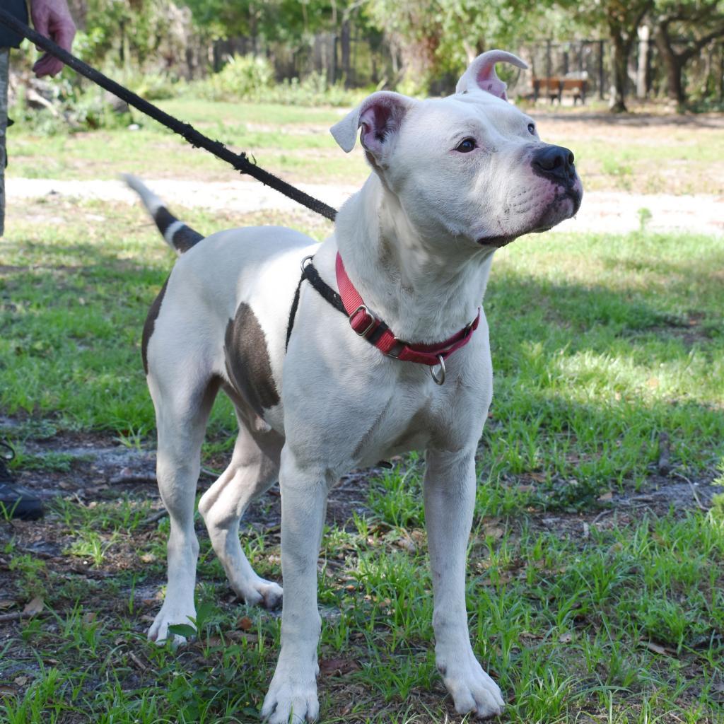 Enlarge Knox, a Adoptable Mixed Breed in Port Charlotte, FL image 1/6