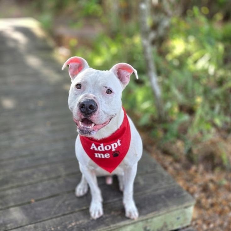 Enlarge Knox, a Adoptable Mixed Breed in Port Charlotte, FL image 2/6
