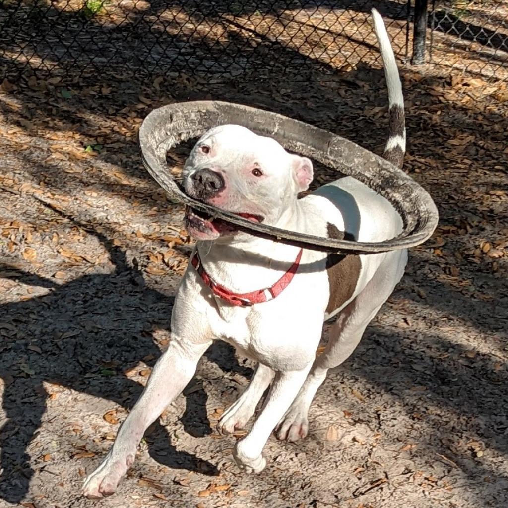 Enlarge Knox, a Adoptable Mixed Breed in Port Charlotte, FL image 3/6