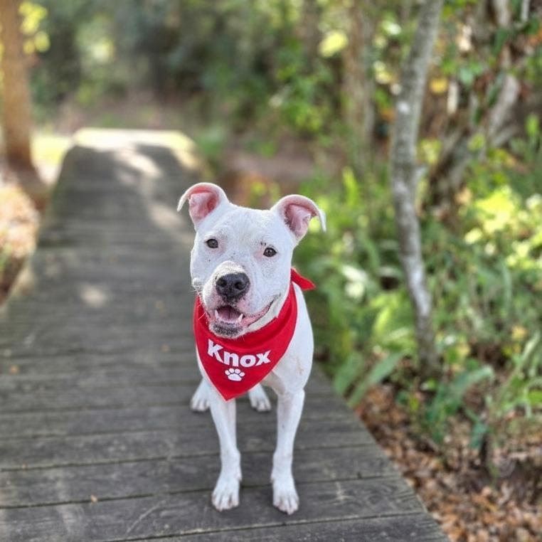 Enlarge Knox, a Adoptable Mixed Breed in Port Charlotte, FL image 4/6