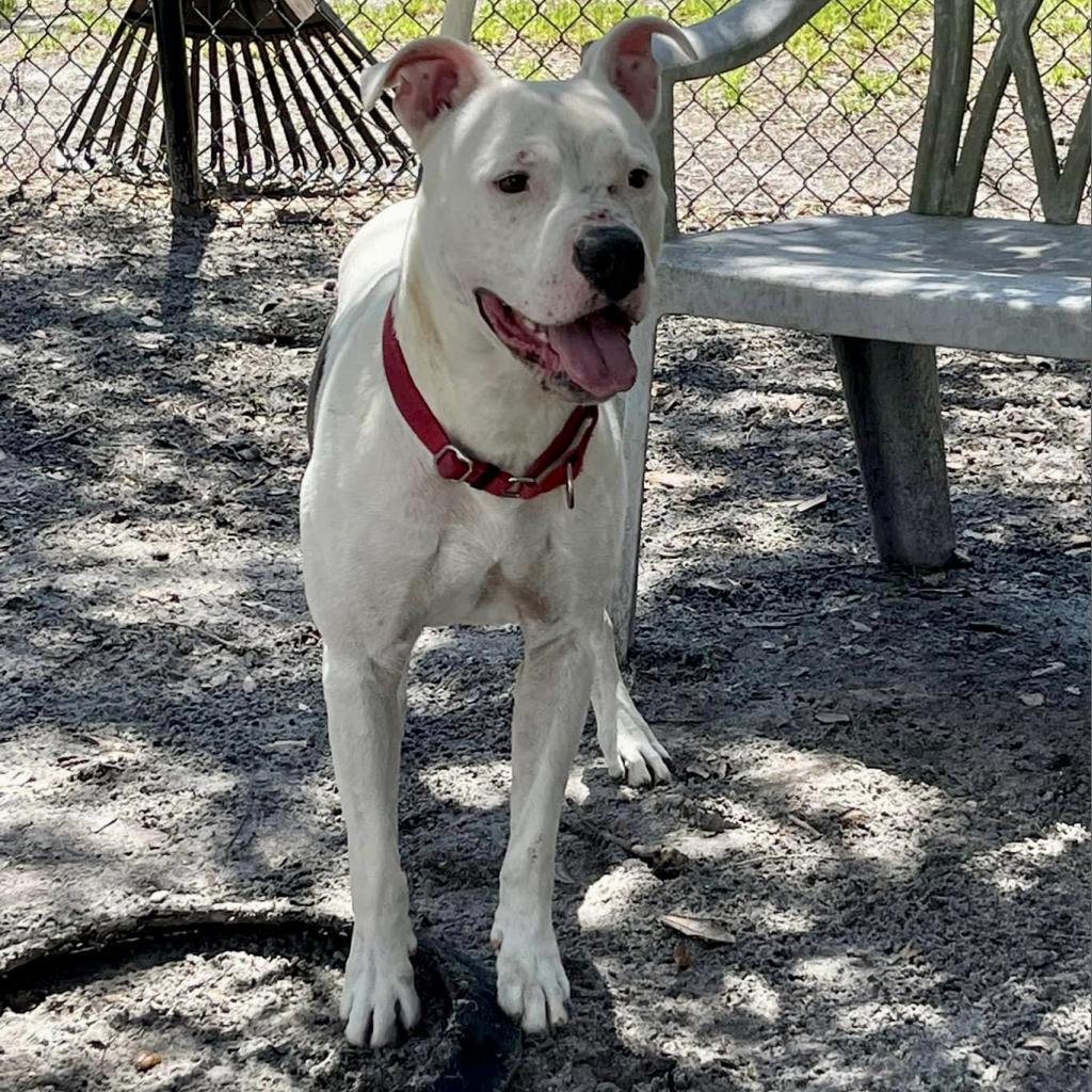 Enlarge Knox, a Adoptable Mixed Breed in Port Charlotte, FL image 5/6