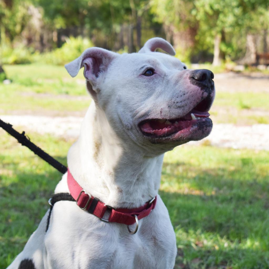 Enlarge Knox, a Adoptable Mixed Breed in Port Charlotte, FL image 6/6