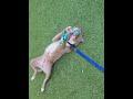 Enlarge Waylon, a Adoptable mixed breed in Lansing, MI image 5/5